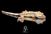 Crested Gecko- *Emily Burke* Male (Jobu Tupaki x Brew Dog) CC2025-27 - Sundown Reptiles