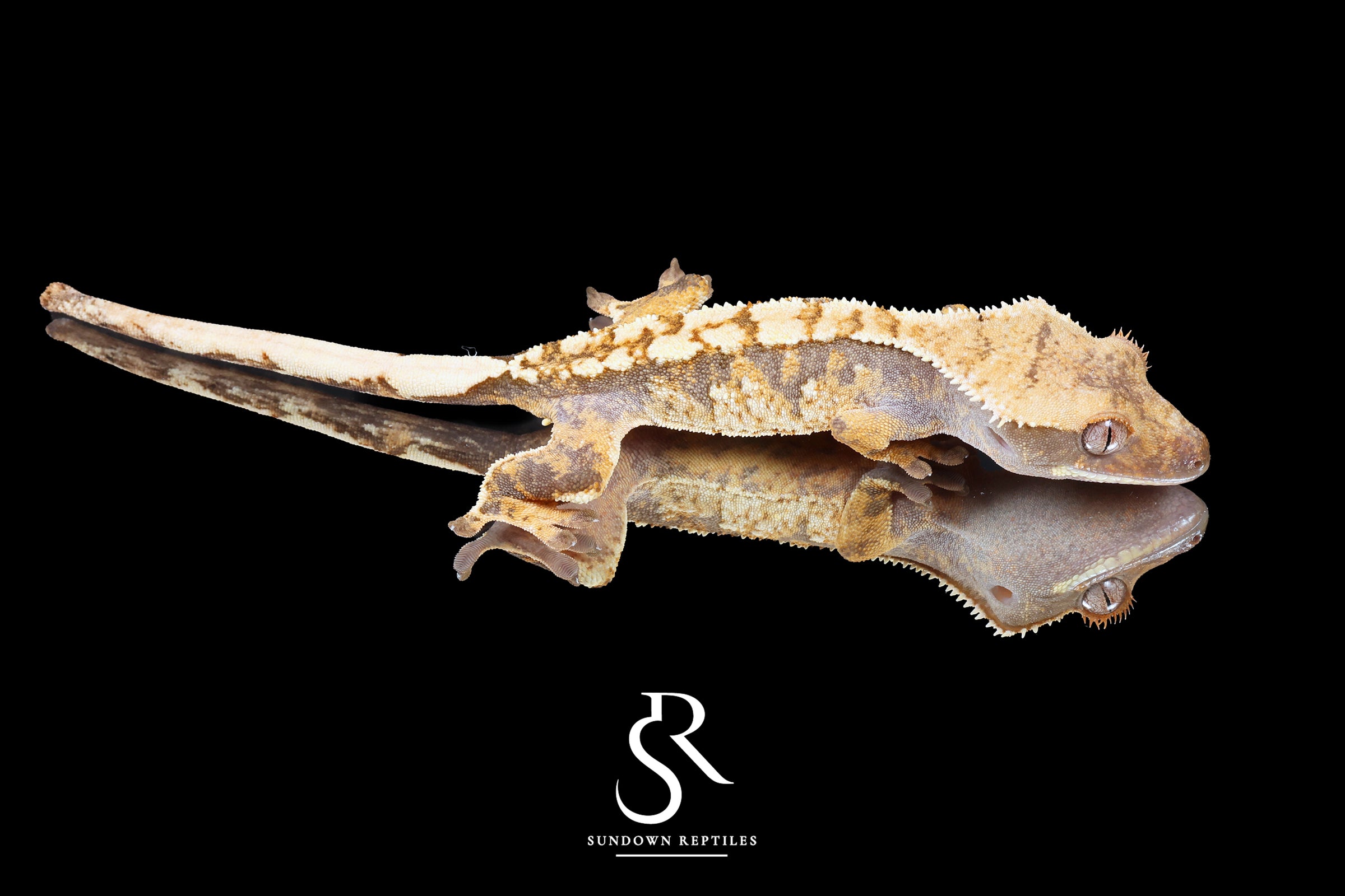 Crested Gecko- *Emily Burke* Male (Jobu Tupaki x Brew Dog) CC2025-27 - Sundown Reptiles