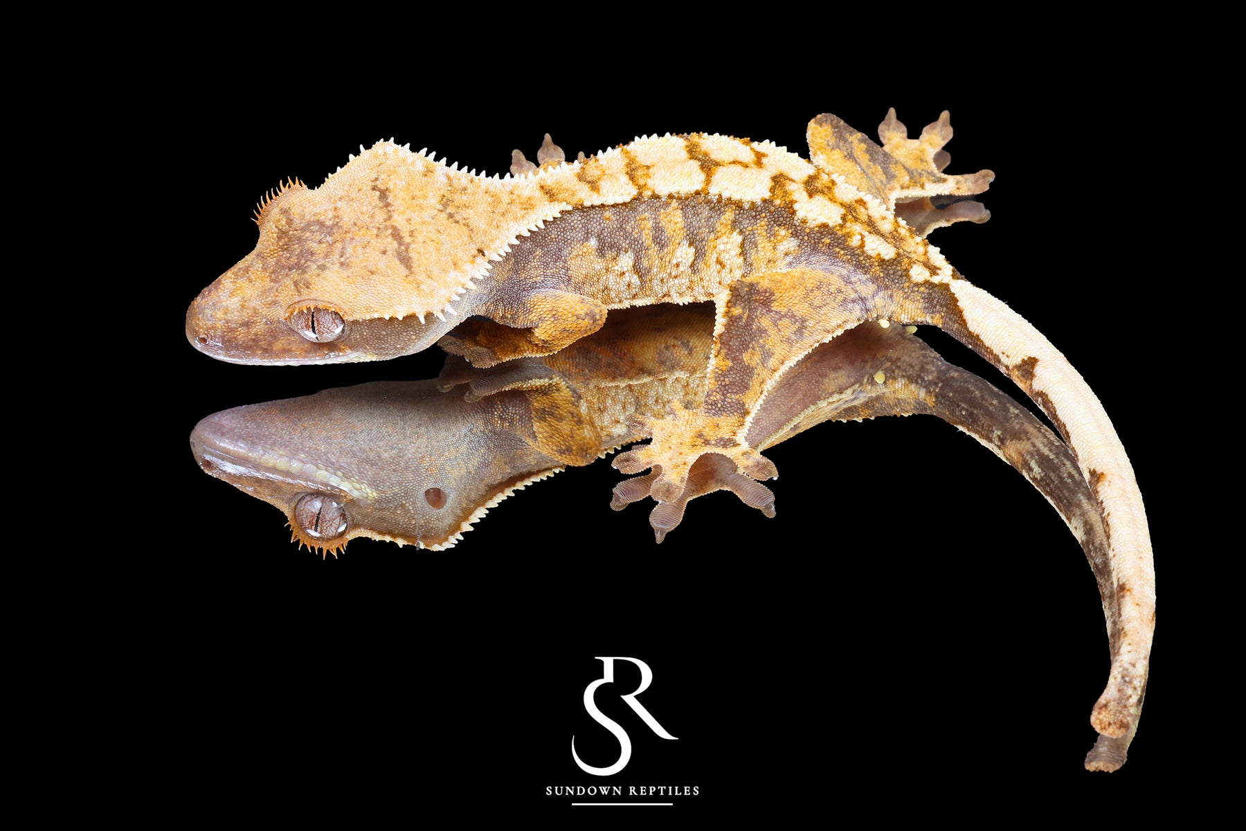 Crested Gecko- *Emily Burke* Male (Jobu Tupaki x Brew Dog) CC2025-27 - Sundown Reptiles
