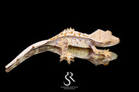 Crested Gecko- Male Tricolor (Julix x Gravy) CC2025-28 - Sundown Reptiles