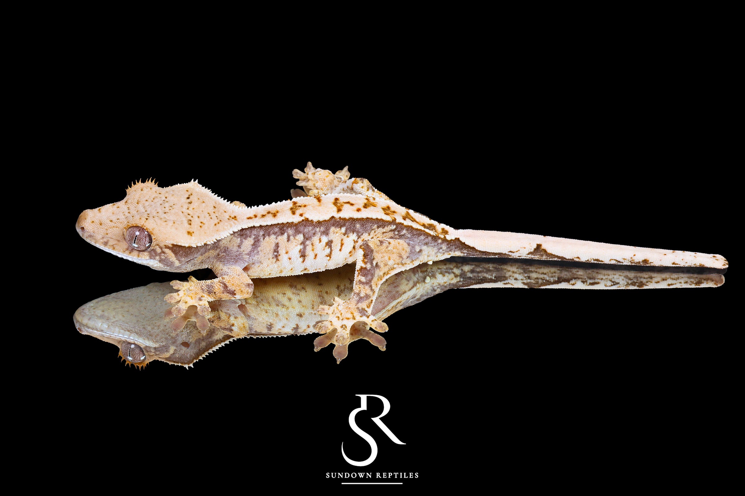 Crested Gecko- Male Tricolor (Julix x Gravy) CC2025-28 - Sundown Reptiles