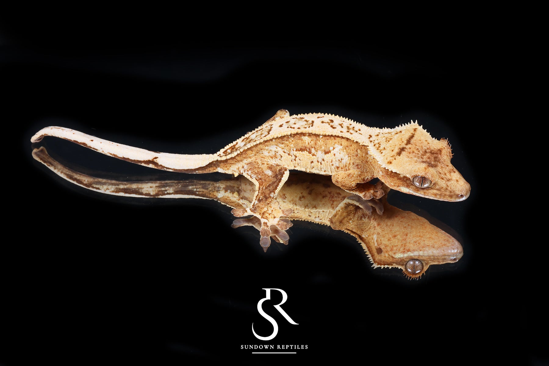 Crested Gecko - Male Creamsicle  (Namibia x Jigsaw) CC2025-29 - Sundown Reptiles