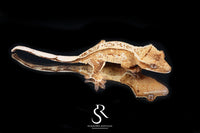 Crested Gecko - Male Creamsicle  (Namibia x Jigsaw) CC2025-29 - Sundown Reptiles