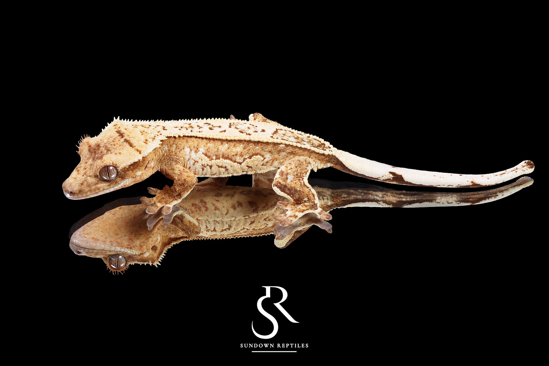 Crested Gecko - Male Creamsicle  (Namibia x Jigsaw) CC2025-29 - Sundown Reptiles
