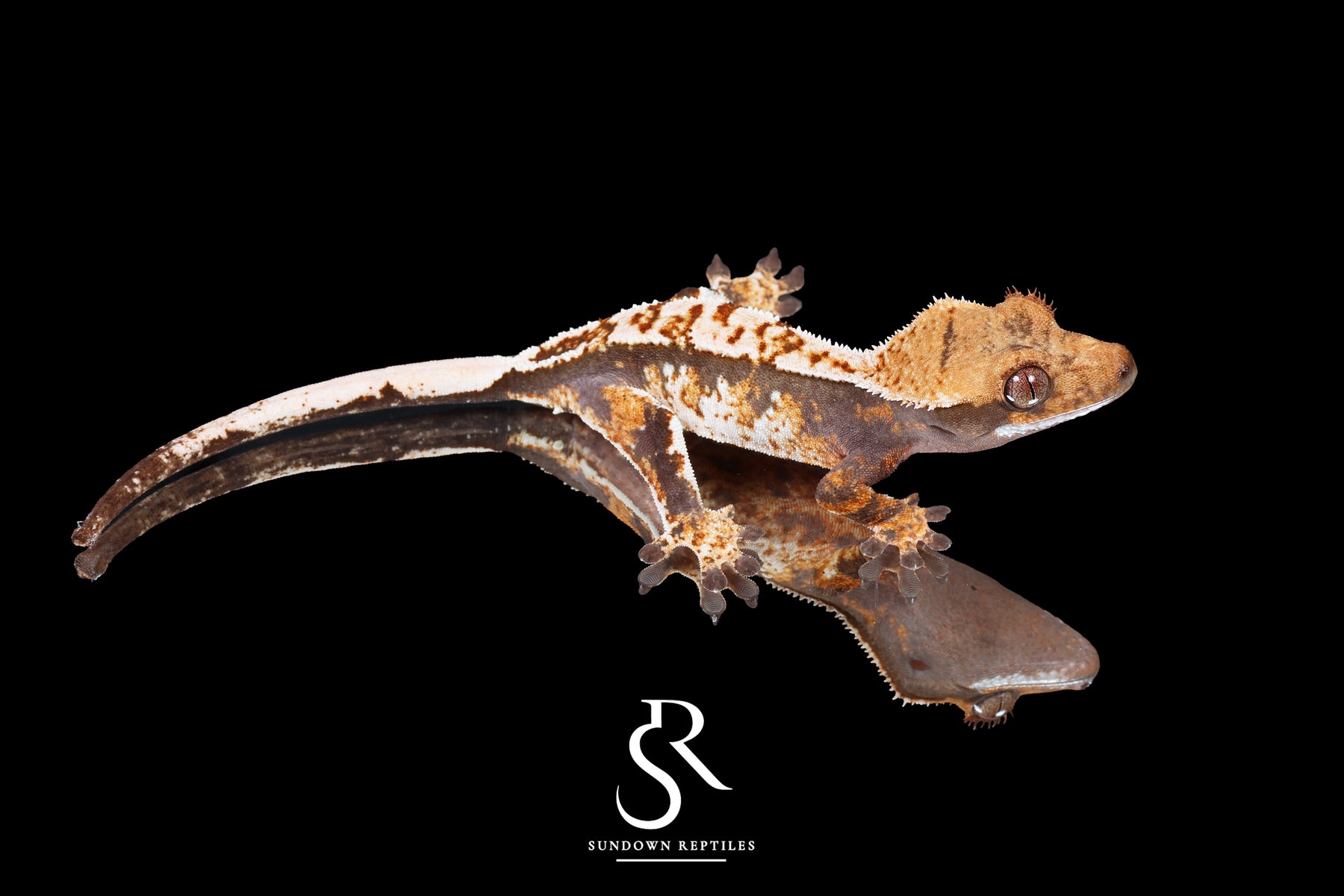 Crested Gecko- Unsexed Tricolor (Julix x Gravy) CC2025-30 - Sundown Reptiles