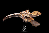 Crested Gecko- Unsexed Tricolor (Julix x Gravy) CC2025-30 - Sundown Reptiles