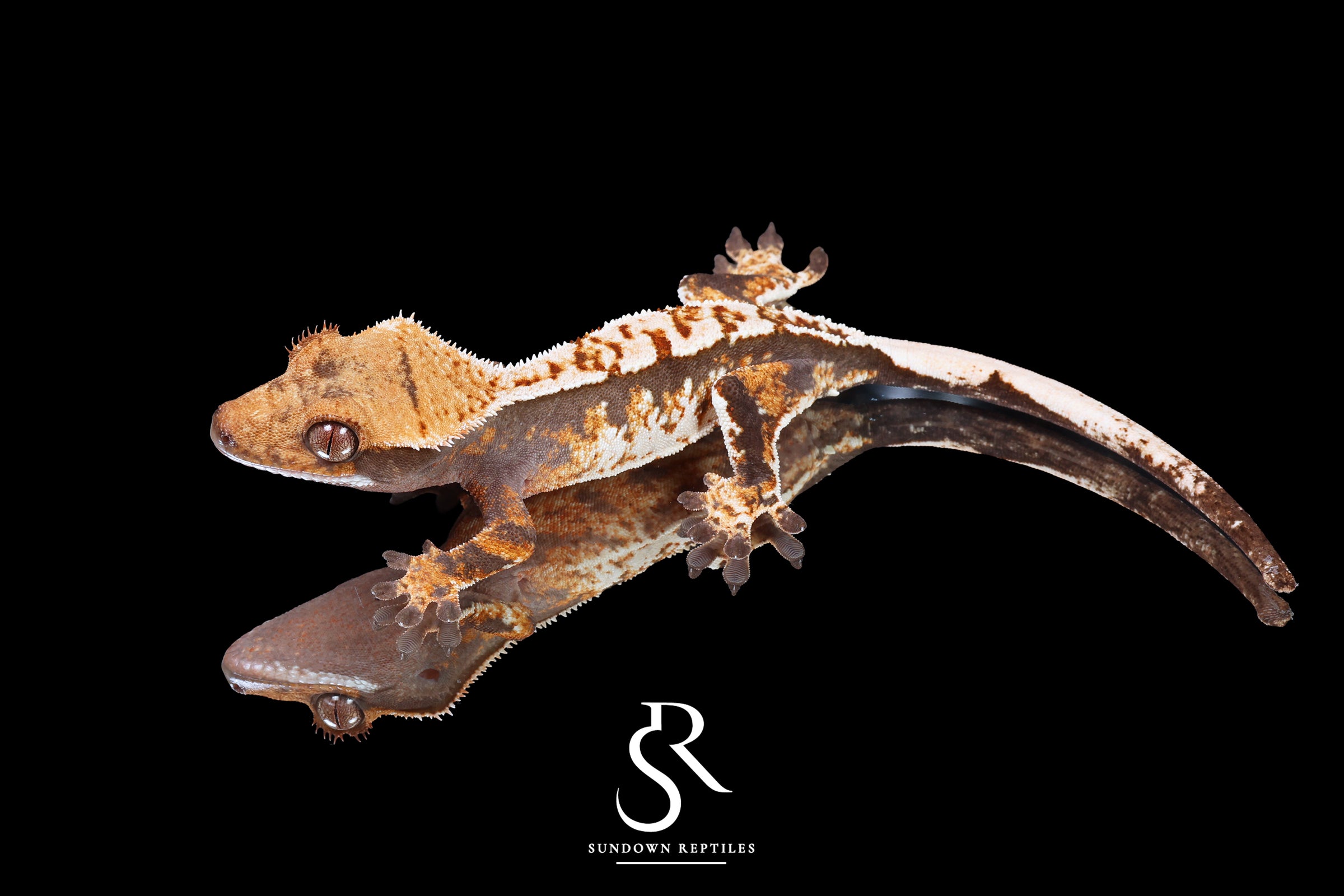 Crested Gecko- Unsexed Tricolor (Julix x Gravy) CC2025-30 - Sundown Reptiles