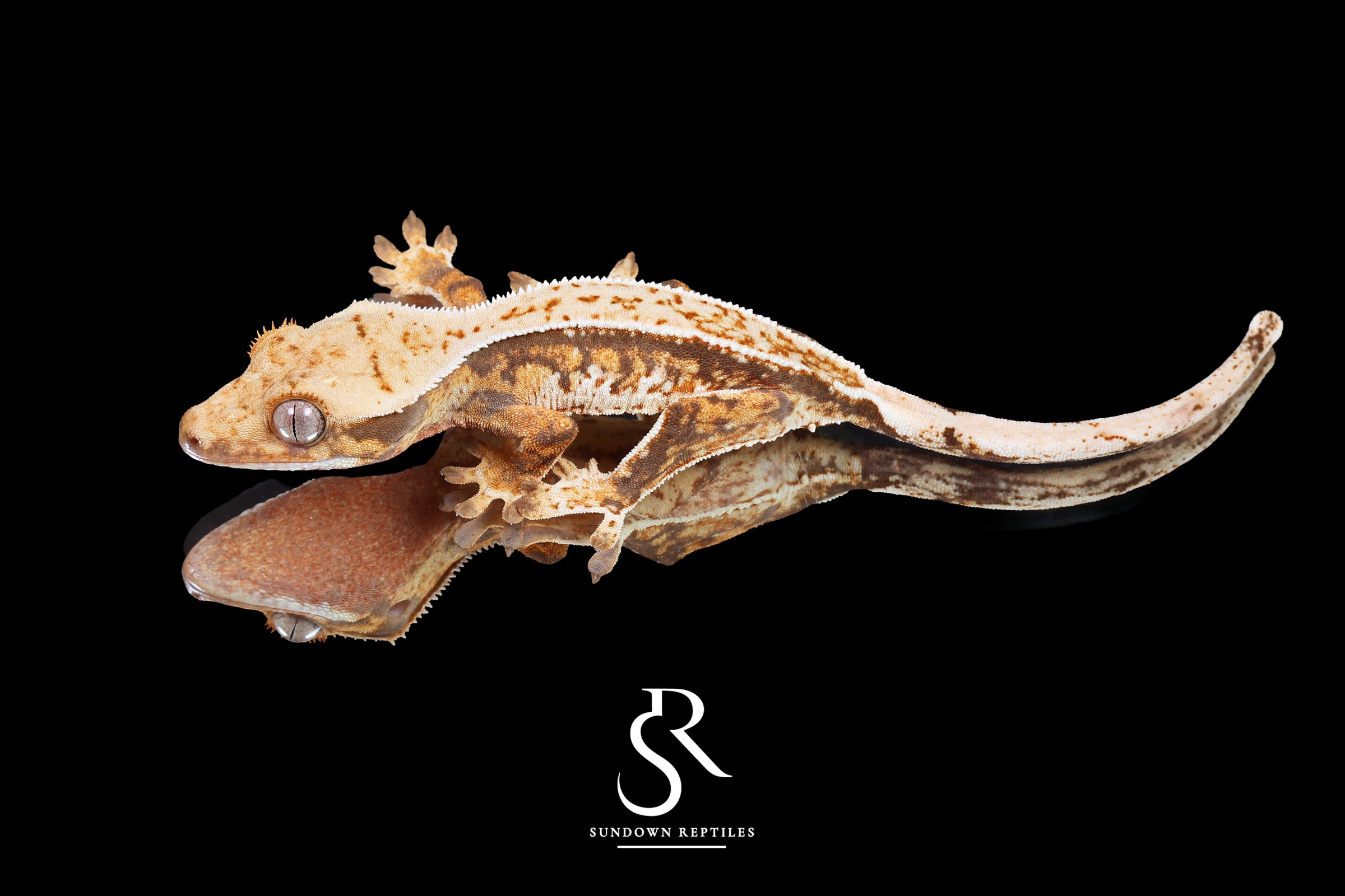 Crested Gecko - Unsexed (Blood Weasel X Cream Fraiche) CC2025-31 - Sundown Reptiles