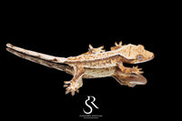 Crested Gecko - Unsexed (Blood Weasel X Cream Fraiche) CC2025-31 - Sundown Reptiles
