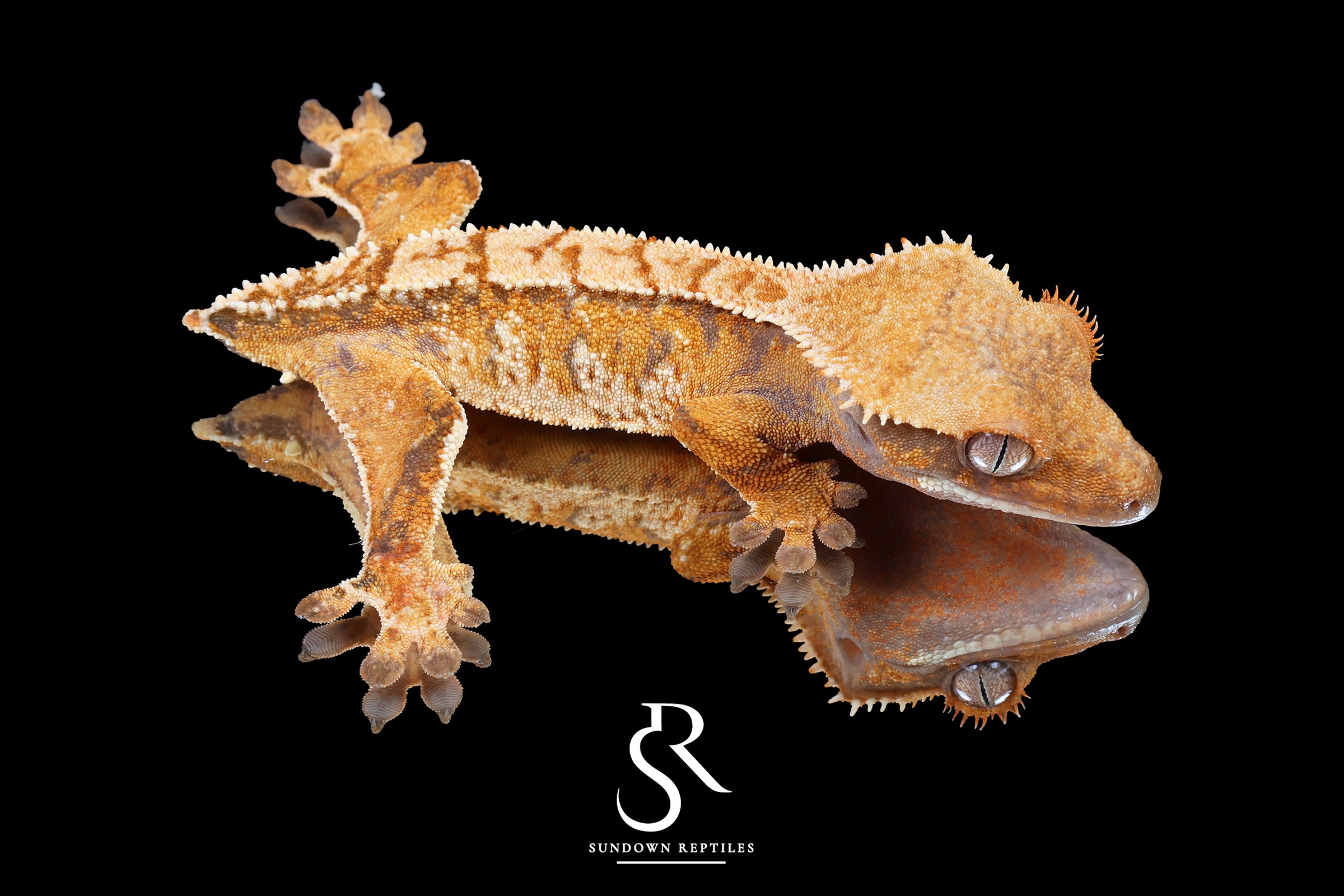 Crested Gecko- *Emily Burke* Male (Jobu Tupaki x Brew Dog) CC2025-32 - Sundown Reptiles