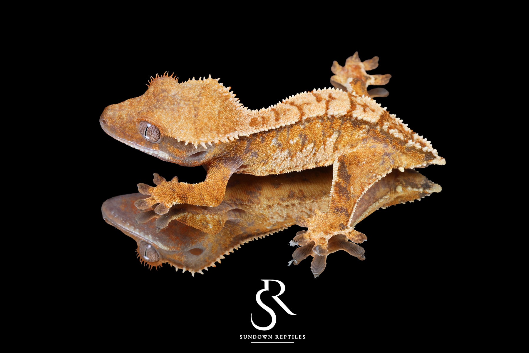 Crested Gecko- *Emily Burke* Male (Jobu Tupaki x Brew Dog) CC2025-32 - Sundown Reptiles