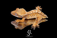 Crested Gecko- *Emily Burke* Male (Jobu Tupaki x Brew Dog) CC2025-32 - Sundown Reptiles