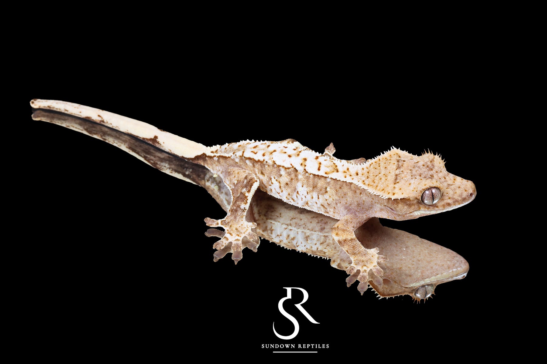 Crested Gecko- Male Tricolor (Julix x Gravy) CC2025-33 - Sundown Reptiles