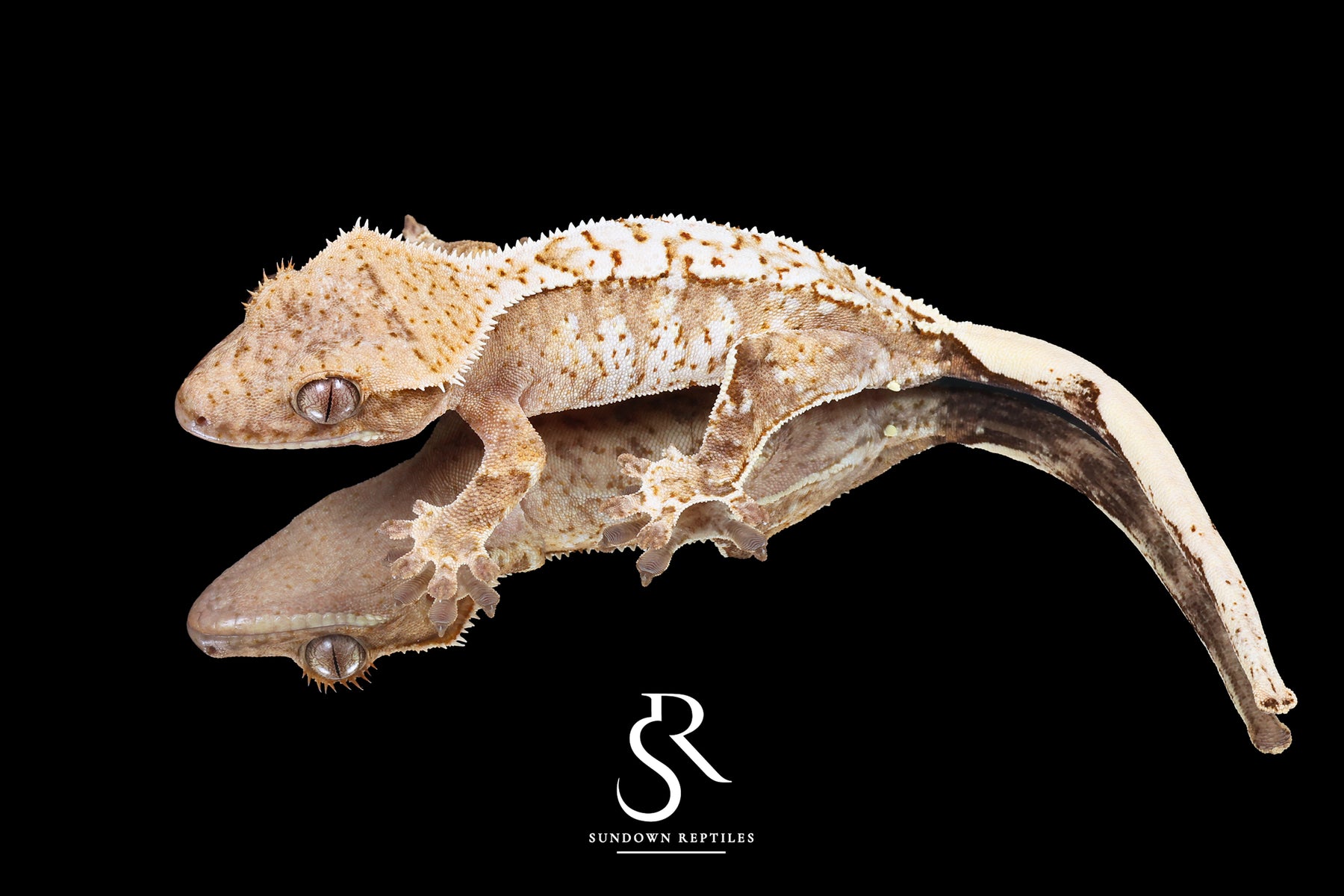 Crested Gecko- Male Tricolor (Julix x Gravy) CC2025-33 - Sundown Reptiles