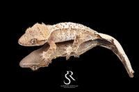 Crested Gecko- Male Tricolor (Julix x Gravy) CC2025-33 - Sundown Reptiles