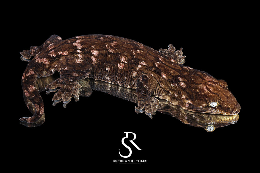 Leachianus Gecko - RTB Male Nightshade line GT Purple Bar (C/A x C/A/MK) - Sundown Reptiles