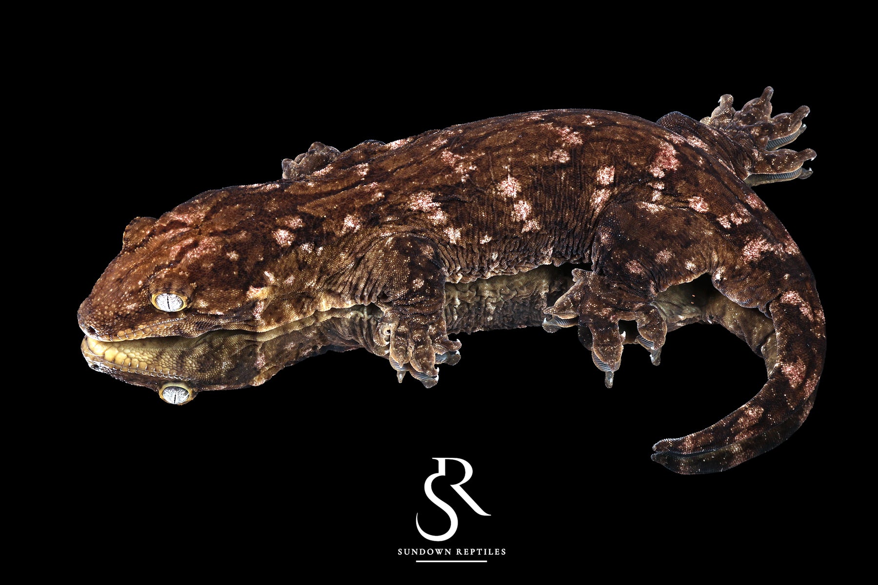 Leachianus Gecko - RTB Male Nightshade line GT Purple Bar (C/A x C/A/MK) - Sundown Reptiles