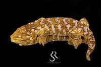 Leachianus Gecko - RTB Female Pinky x Yate - Sundown Reptiles