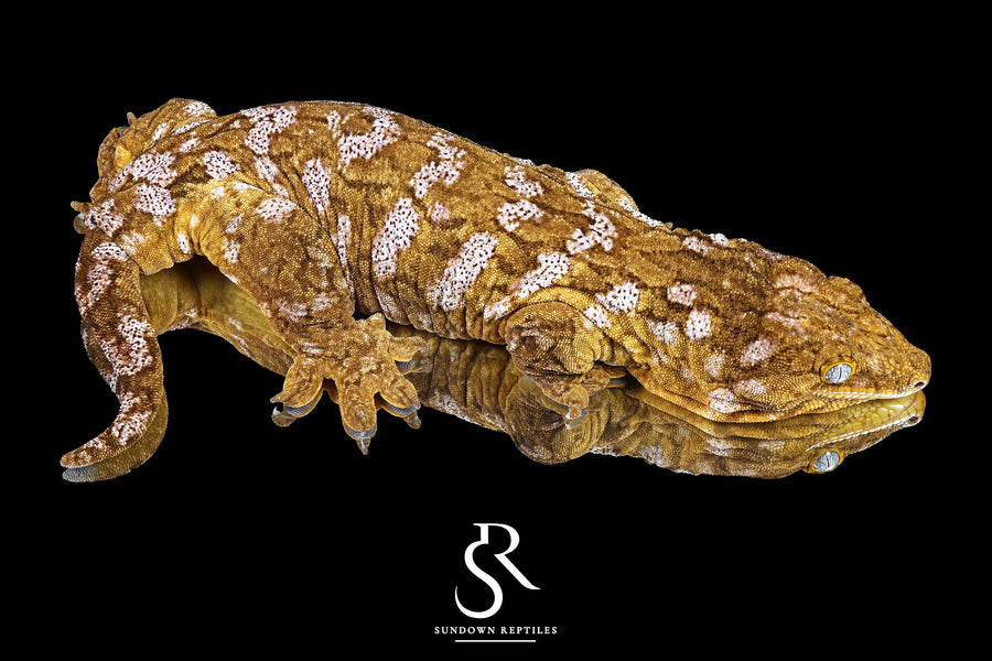 Leachianus Gecko - RTB Female Pinky x Yate - Sundown Reptiles