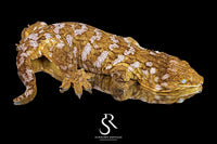 Leachianus Gecko - RTB Female Pinky x Yate - Sundown Reptiles