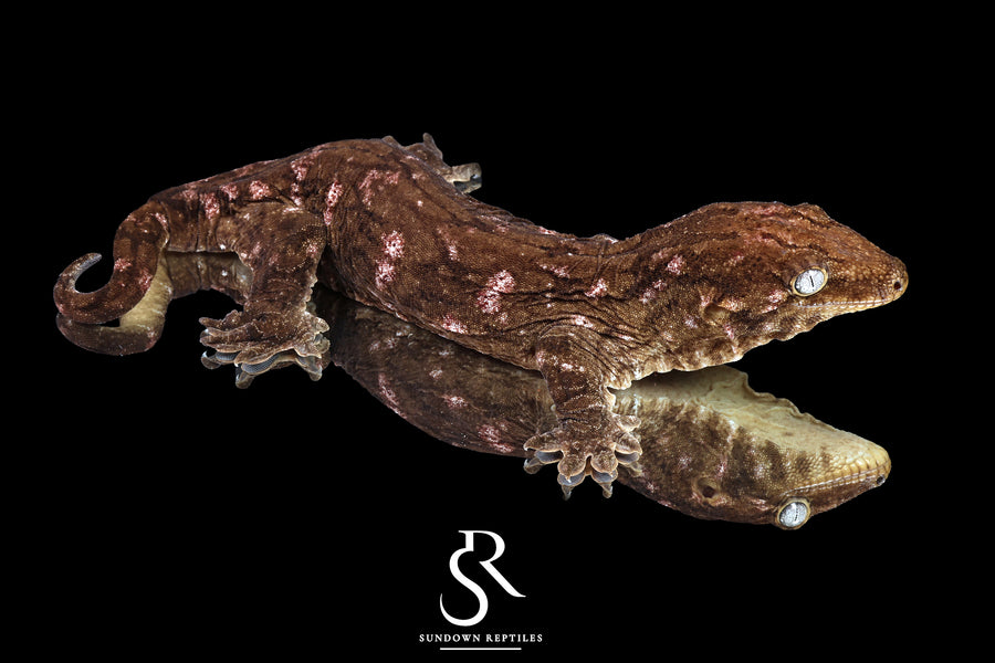Leachianus gecko - Female Nightshade GT Purple Bar (Purple C/A x CAMK x A/MCDM) - Sundown Reptiles