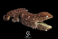 Leachianus gecko - Female Nightshade GT Purple Bar (Purple C/A x CAMK x A/MCDM) - Sundown Reptiles