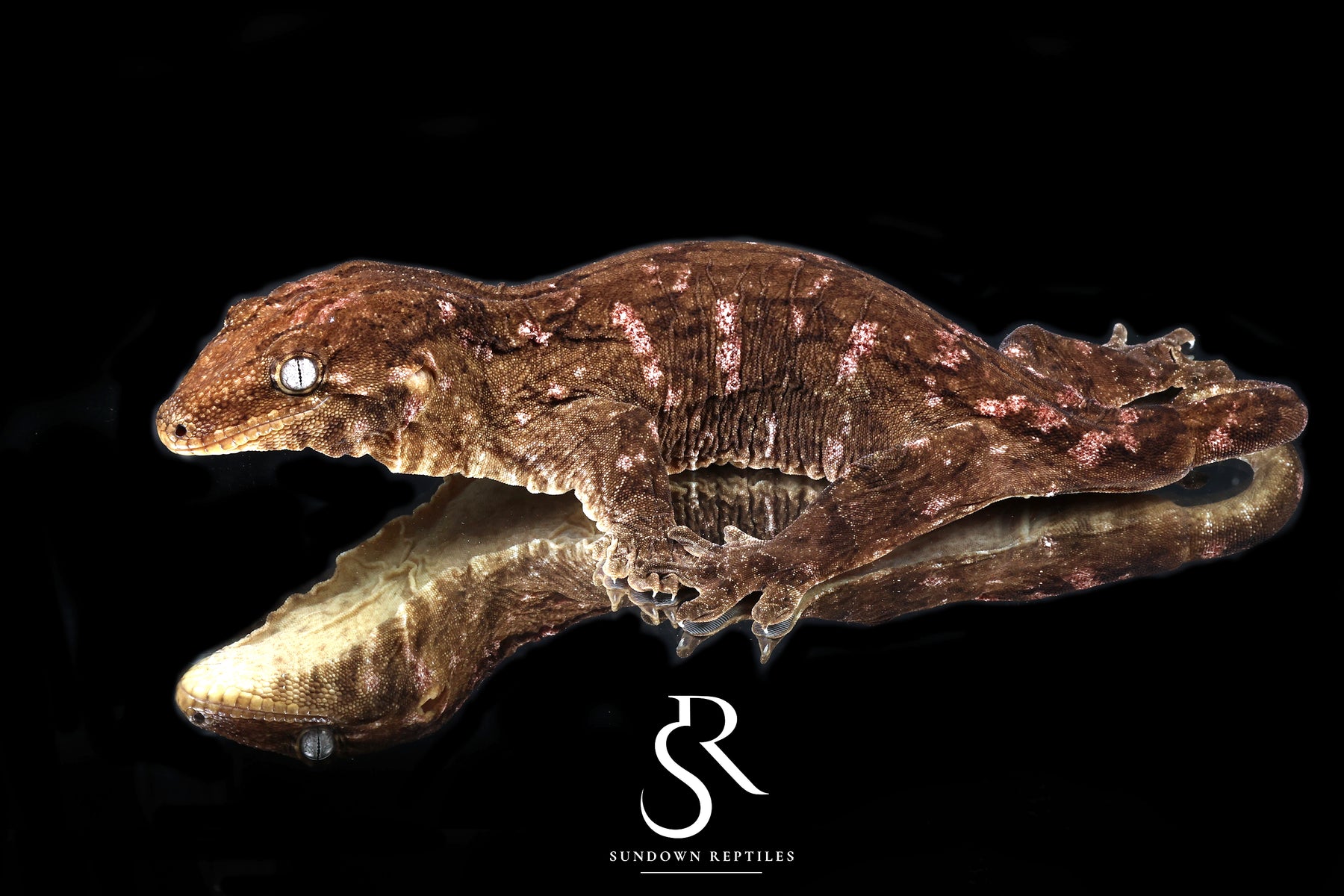 Leachianus gecko - Female Nightshade GT Purple Bar (Purple C/A x CAMK x A/MCDM) - Sundown Reptiles