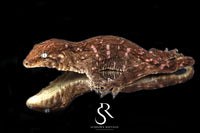 Leachianus gecko - Female Nightshade GT Purple Bar (Purple C/A x CAMK x A/MCDM) - Sundown Reptiles