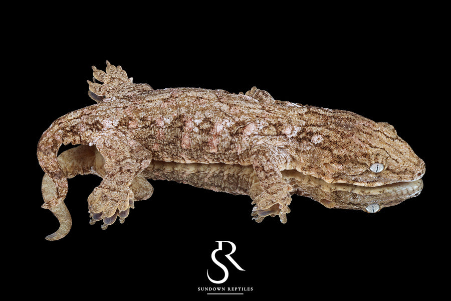 Leachianus gecko - Male High Color/ Pattern (Bird Shot x Poppy) RL2025-23 - Sundown Reptiles