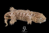 Leachianus gecko - Male High Color/ Pattern (Bird Shot x Poppy) RL2025-23 - Sundown Reptiles