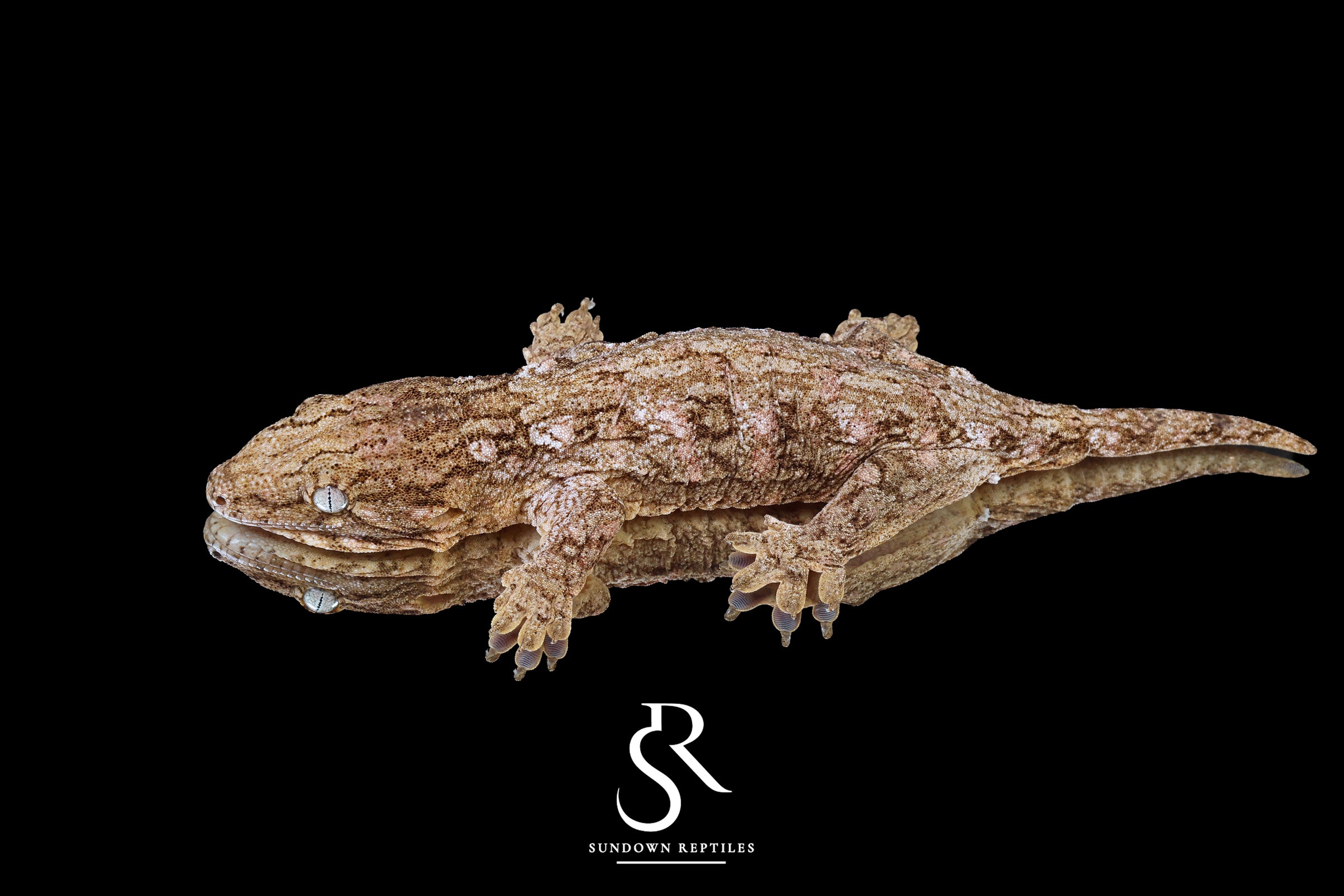 Leachianus gecko - Male High Color/ Pattern (Bird Shot x Poppy) RL2025-23 - Sundown Reptiles