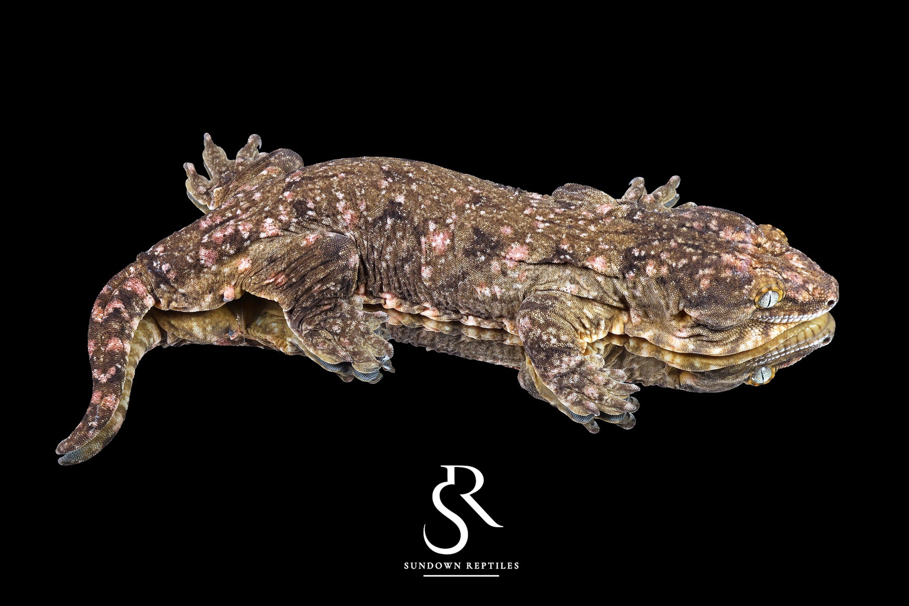 Leachianus gecko - Female High Color/ Pattern (Bird Shot x Poppy) RL2025-24) - Sundown Reptiles