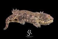Leachianus gecko - Female High Color/ Pattern (Bird Shot x Poppy) RL2025-24) - Sundown Reptiles