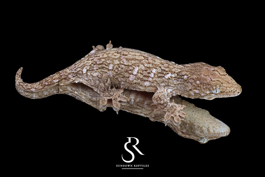 Leachianus Gecko - Male Nightshade line GT Purple Bar (C/A x C/A/MK) RL2025-17 - Sundown Reptiles