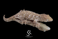 Leachianus Gecko - Male Nightshade line GT Purple Bar (C/A x C/A/MK) RL2025-17 - Sundown Reptiles