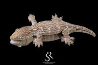 Leachianus Gecko - Male Nightshade line GT Purple Bar (C/A x C/A/MK) RL2025-17 - Sundown Reptiles