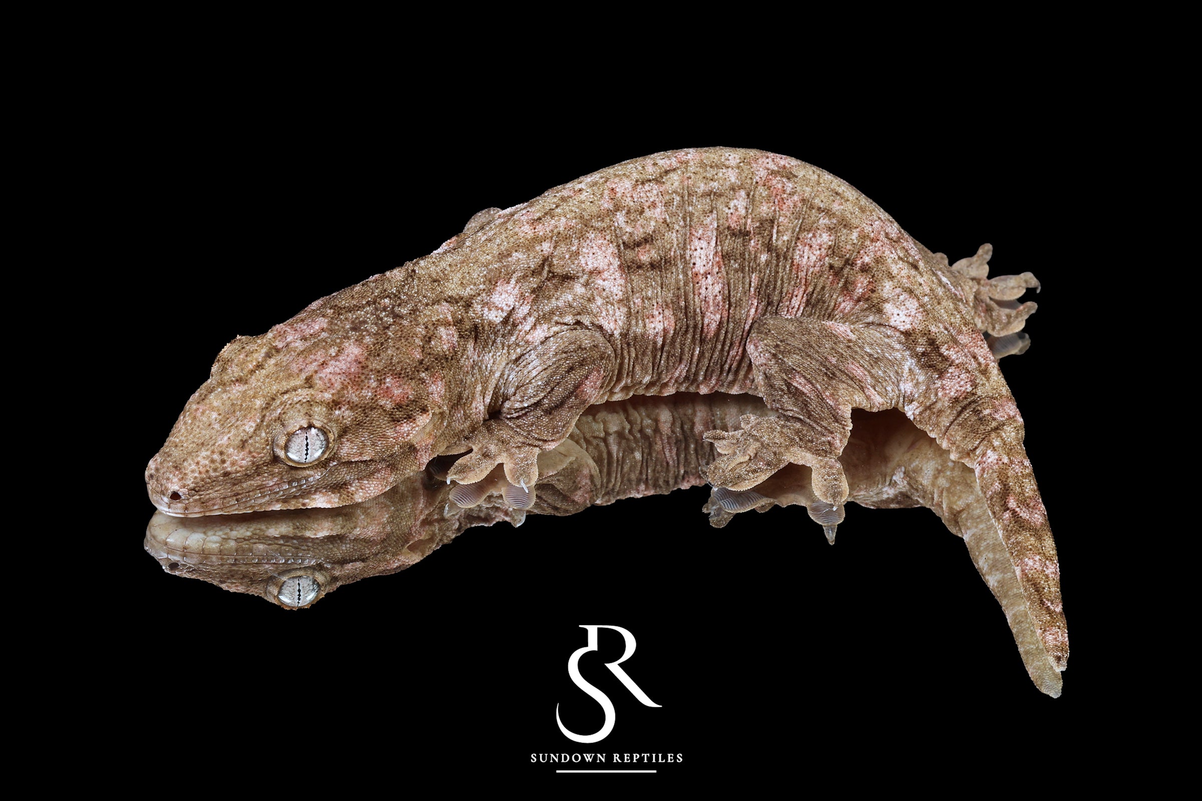 Leachianus gecko - Female High Color/ Pattern (Bird Shot x Poppy) RL2025-24) - Sundown Reptiles
