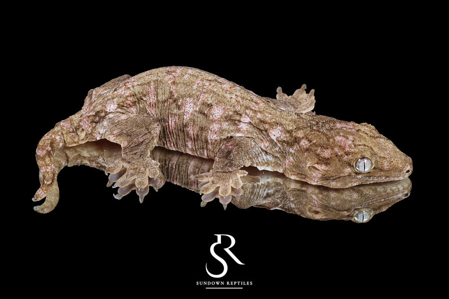 Leachianus gecko - Female High Color/ Pattern (Bird Shot x Poppy) RL2025-24) - Sundown Reptiles