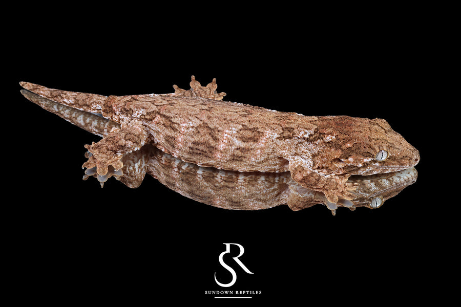 Leachianus Gecko - Female GT Red Bar RL2025-28 - Sundown Reptiles