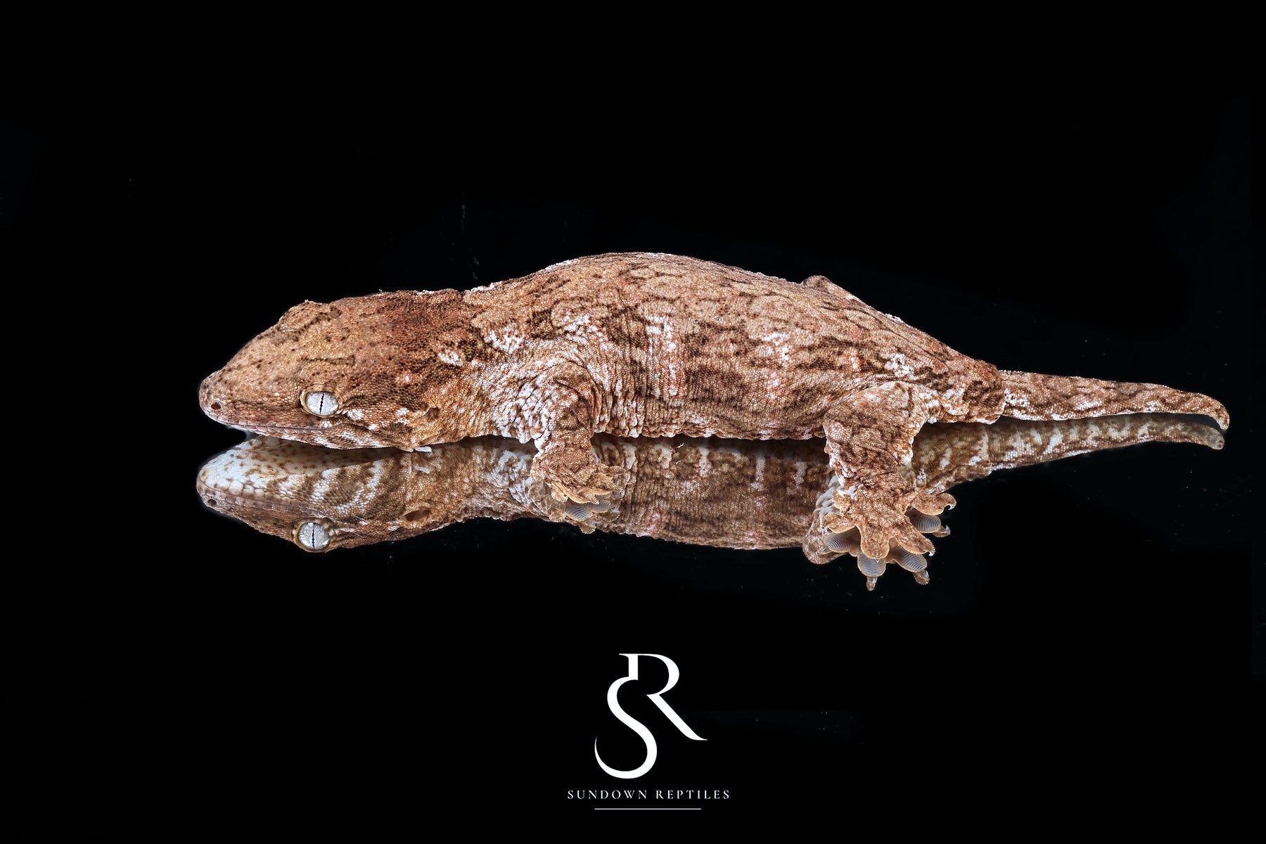 Leachianus Gecko - Female GT Red Bar RL2025-28 - Sundown Reptiles