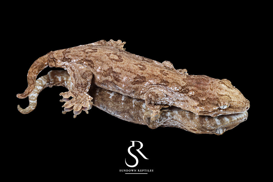 Leachianus Gecko - Male GT Red Bar RL2025-26 - Sundown Reptiles