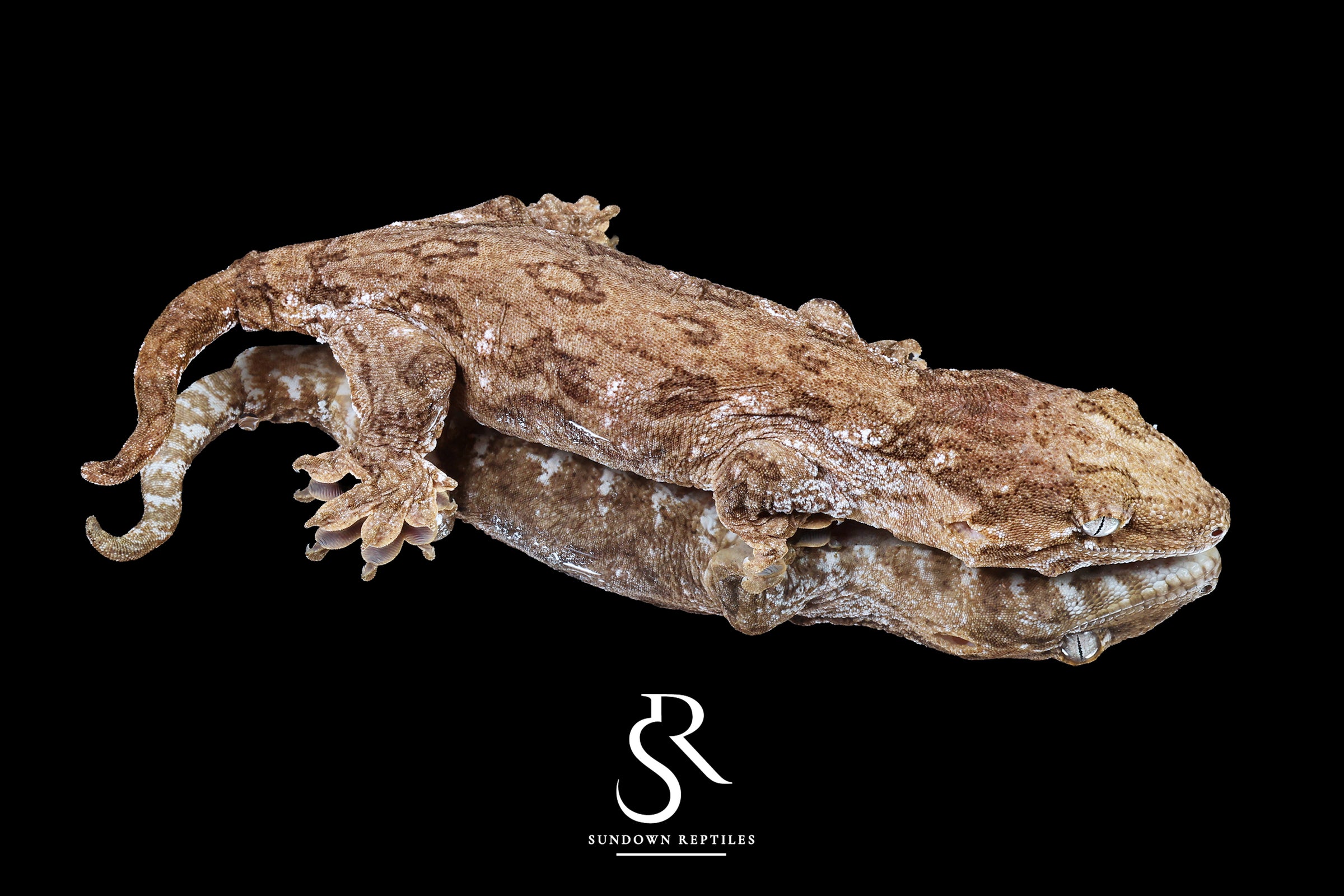 Leachianus Gecko - Male GT Red Bar RL2025-26 - Sundown Reptiles