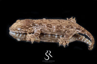 Leachianus Gecko - Male GT Red Bar RL2025-26 - Sundown Reptiles