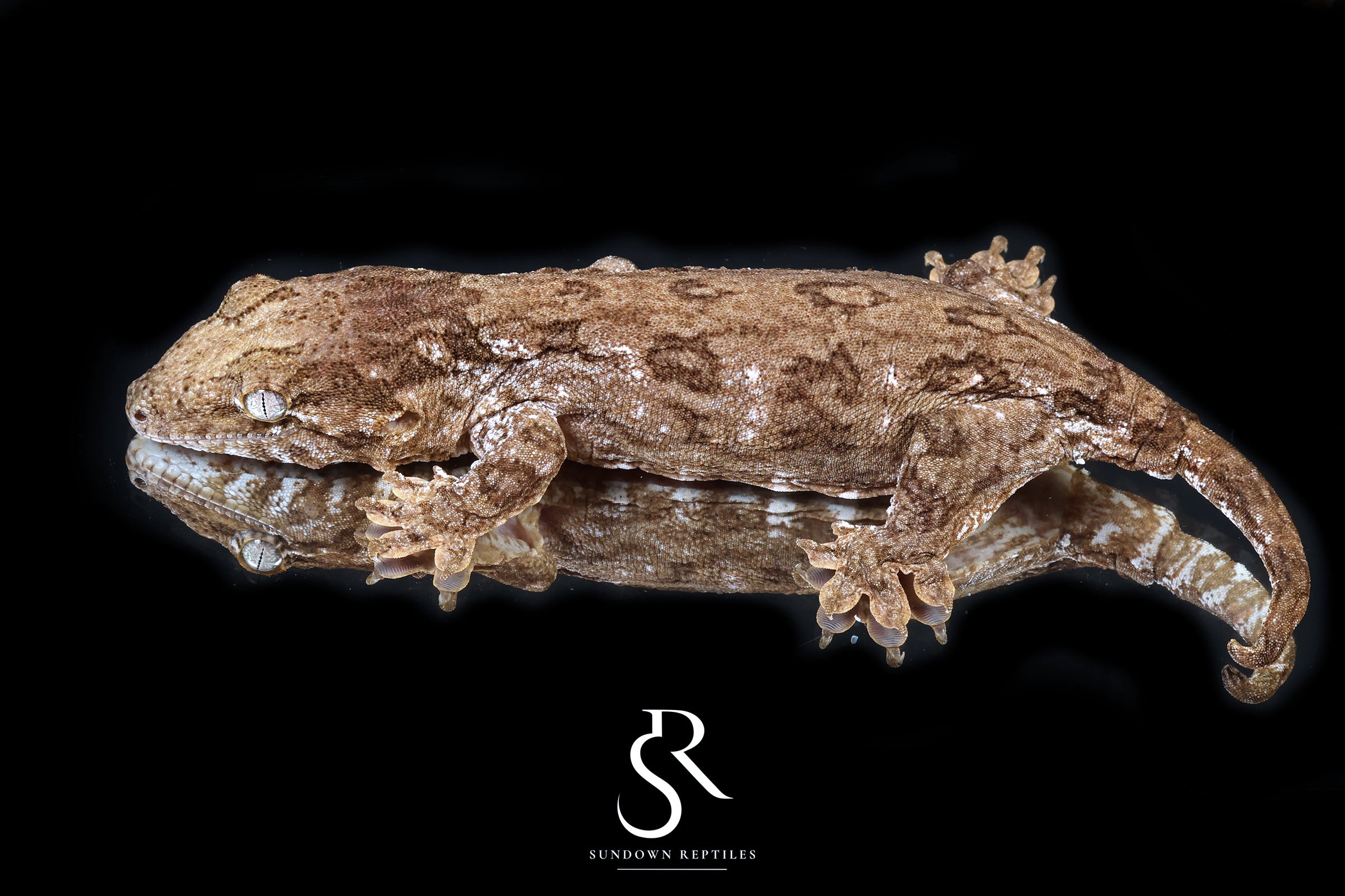 Leachianus Gecko - Male GT Red Bar RL2025-26 - Sundown Reptiles