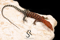 Unsexed Pilbara Rock Monitor (Varanus pilbarensis) #1 - Sundown Reptiles