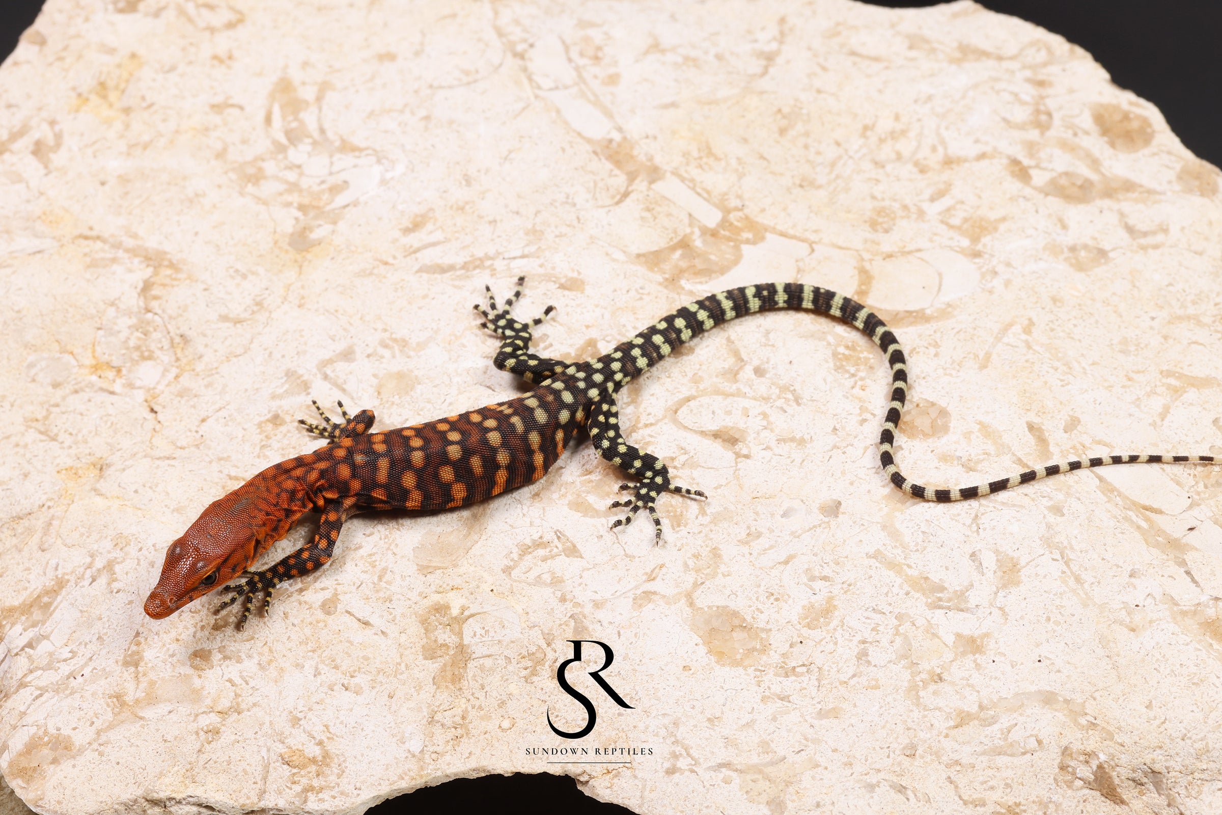Unsexed Pilbara Rock Monitor (Varanus pilbarensis) #1 - Sundown Reptiles