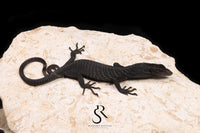 Black Tree Monitor (Varanus beccarii) - USCBB Unsexed #5 - Sundown Reptiles