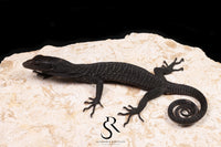 Black Tree Monitor (Varanus beccarii) - USCBB Unsexed #5 - Sundown Reptiles