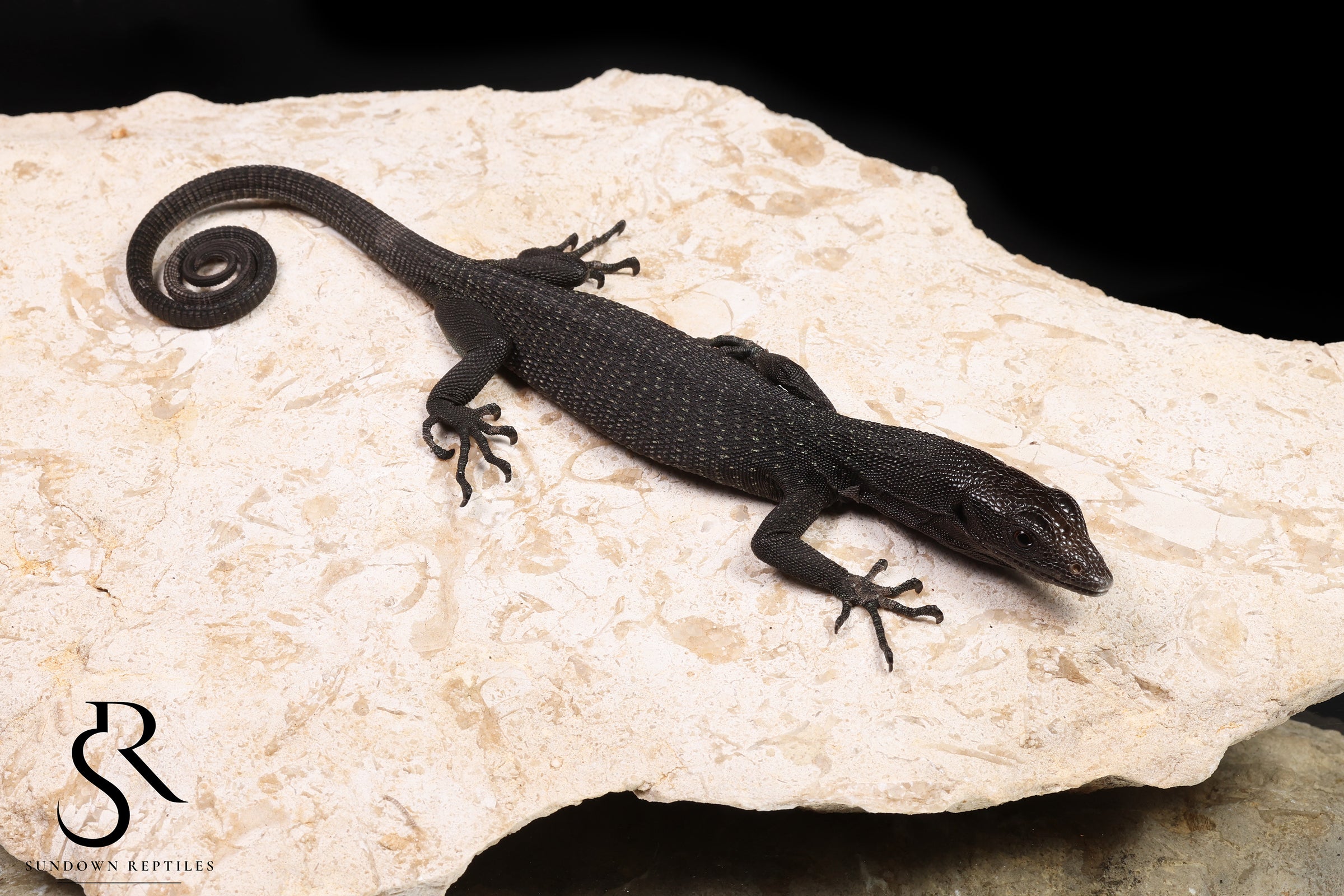 Black Tree Monitor (Varanus beccarii) - USCBB Unsexed #6 - Sundown Reptiles