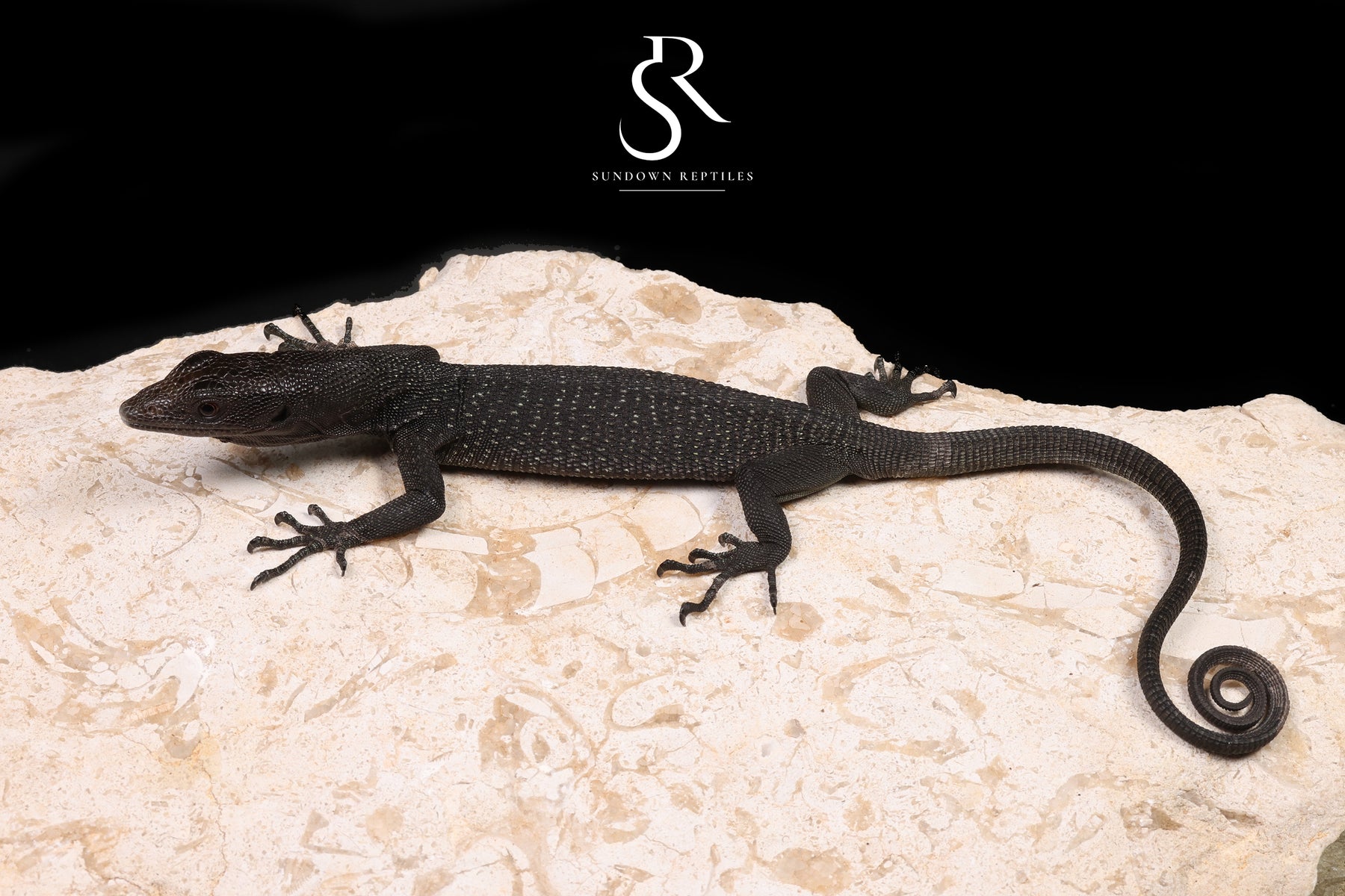 Black Tree Monitor (Varanus beccarii) - USCBB Unsexed #6 - Sundown Reptiles